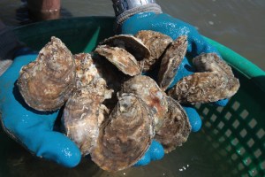 Photograph by Steve Earley