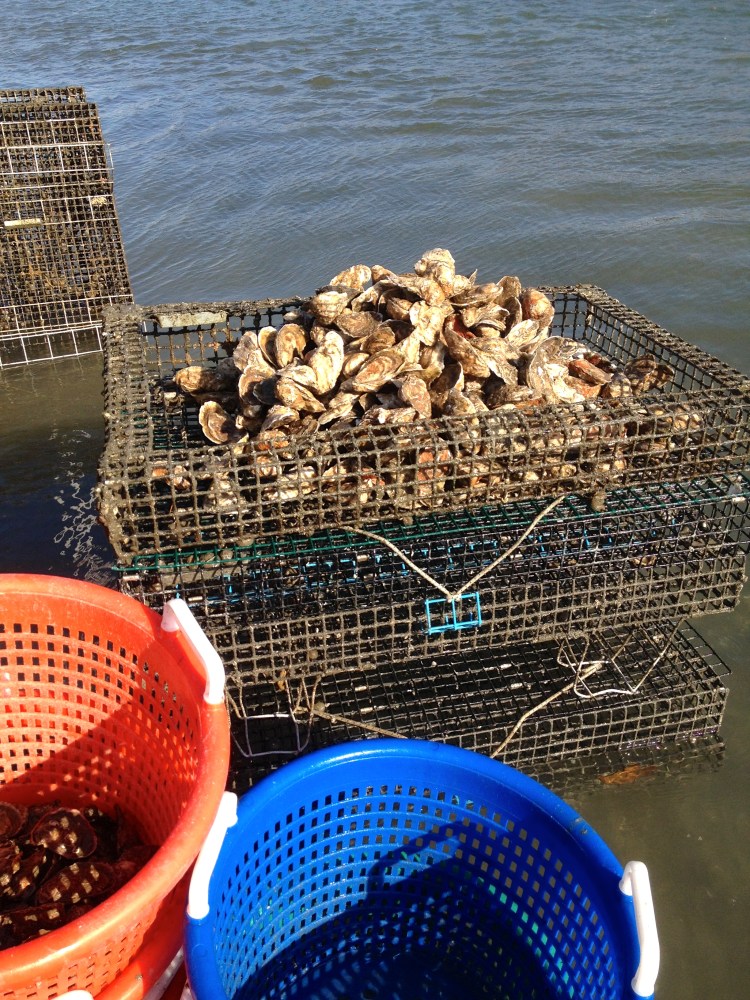 One of the many cages we sorted Monday