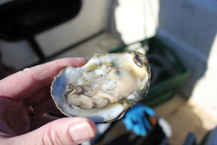 Pleasure House Oyster … none better! Photo by David Hammond ’73.