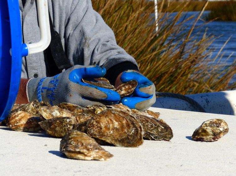 Delight your senses by learning about oystering while enjoying slurping them.