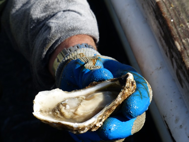 Have you had a Lynnhaven IN the Lynnhaven?