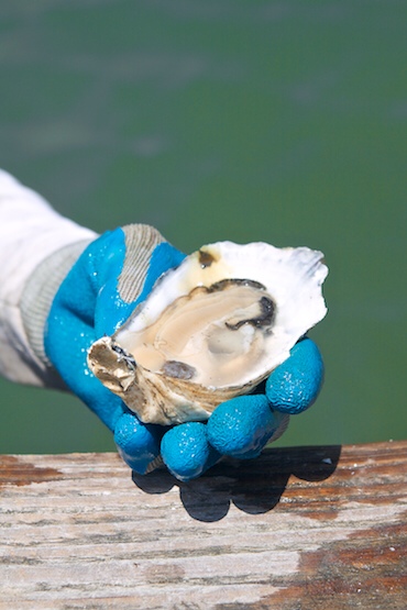 Photo Credit: Julie Qiu InAHalfShell.com. Gorgeous!