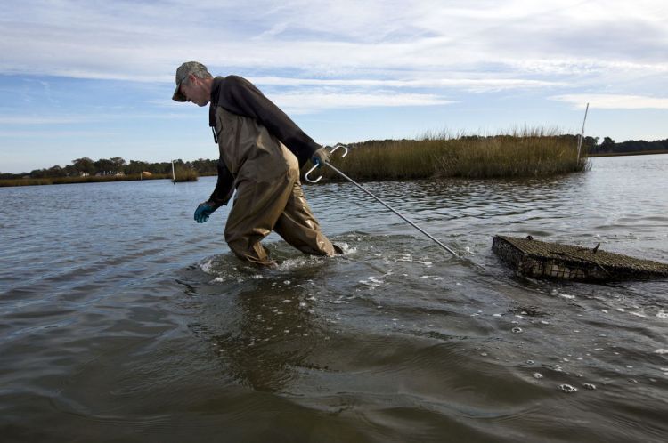 Oysterman Chris Ludford pulls oyster cages into shallow water . . . Photo Credit: The' N. Pham | The Virginian-Pilot