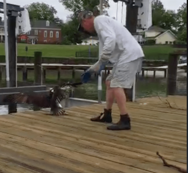 Captain Ludford on Osprey rescue